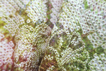 Load image into Gallery viewer, Haori Jacket Vintage(1950-1980) Light Green Pink Full Shibori Peony Silk #8337C4
